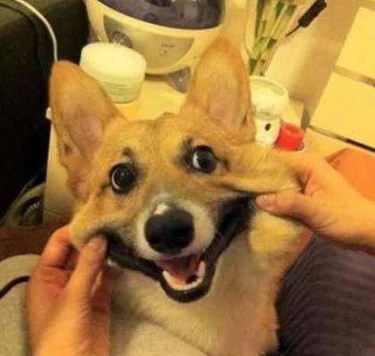 虽然我不是人,但你是真的狗动物gif搞笑图片