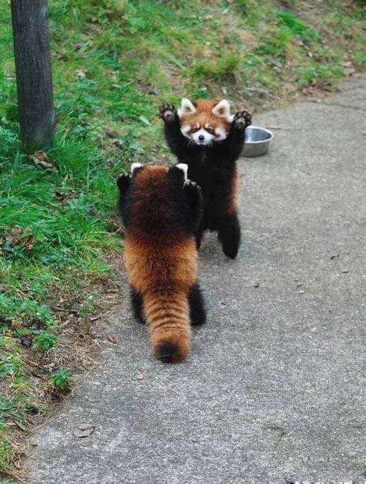 你看我这么热情,要不要一起跳个舞动物gif搞笑图片