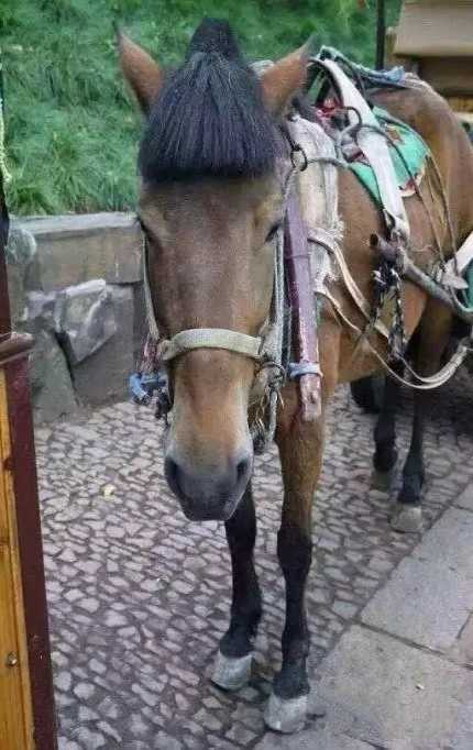 马儿你是剪的那款发型呢？动物gif搞笑图片