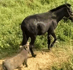 就你个小猪崽子也想偷袭我动物gif搞笑图片