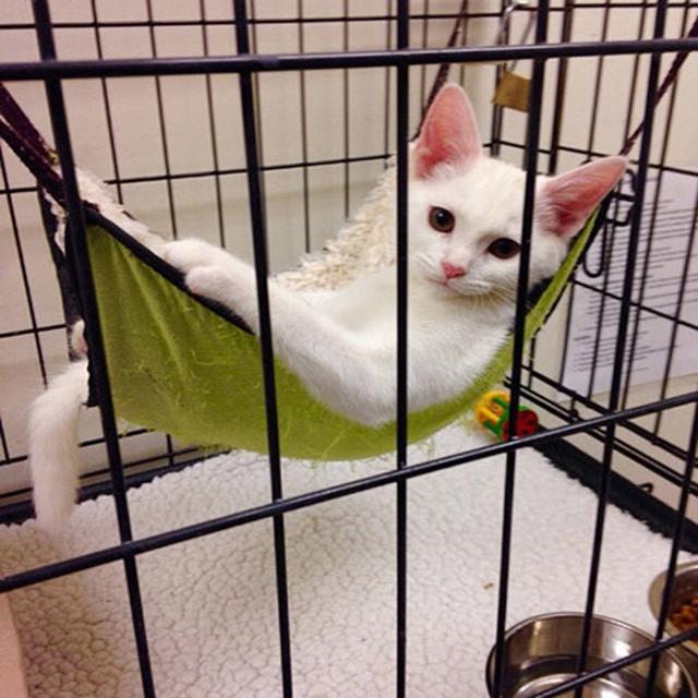 主子，今天您的心情可好？动物gif搞笑图片