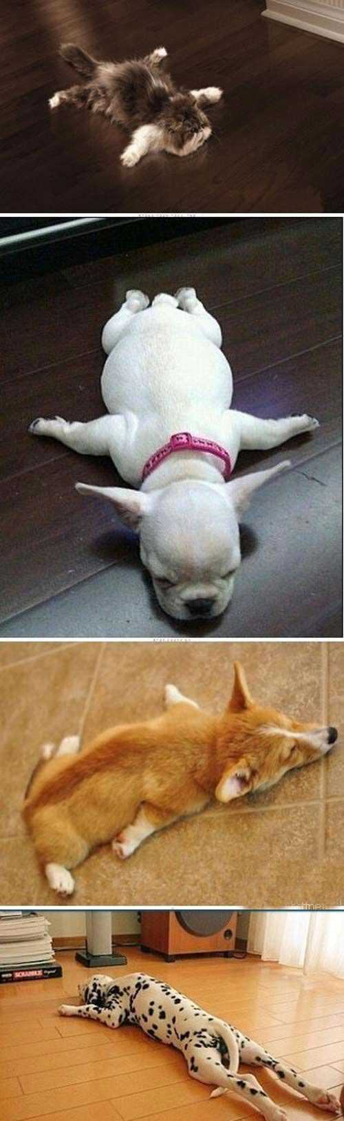 夏天就要这么趴在地上睡觉，才凉快动物gif搞笑图片