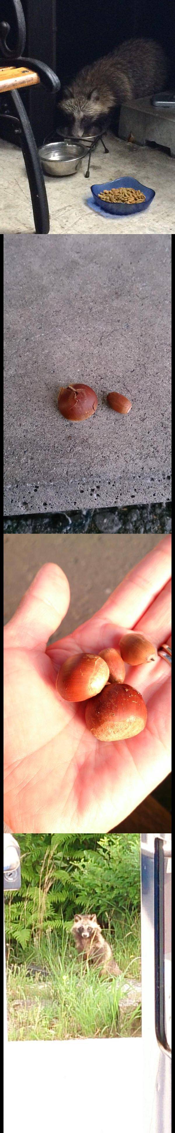 看看你吃的都是什么猪食！尝尝我的！动物gif搞笑图片