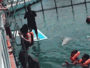 海豚鼻子推的无礼帮忙动物gif搞笑图片