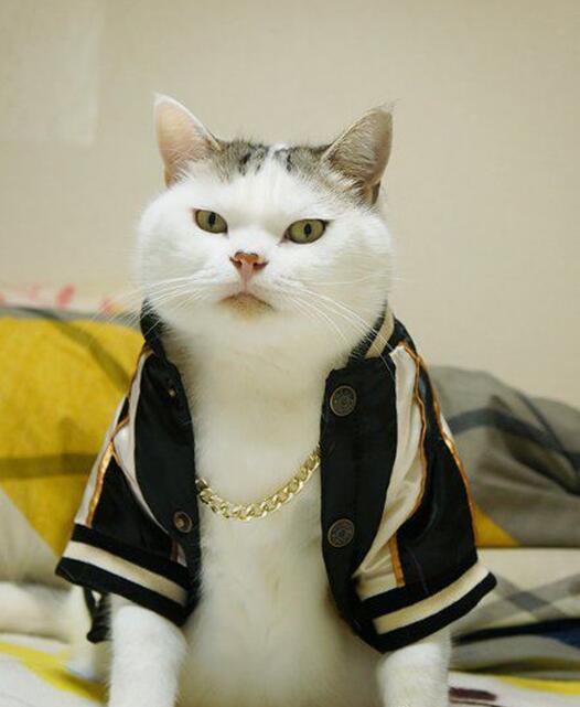 这大金链！这高级外套！！大气高端上档次！！以后收保护费的时候底气更足了动物gif搞笑图片