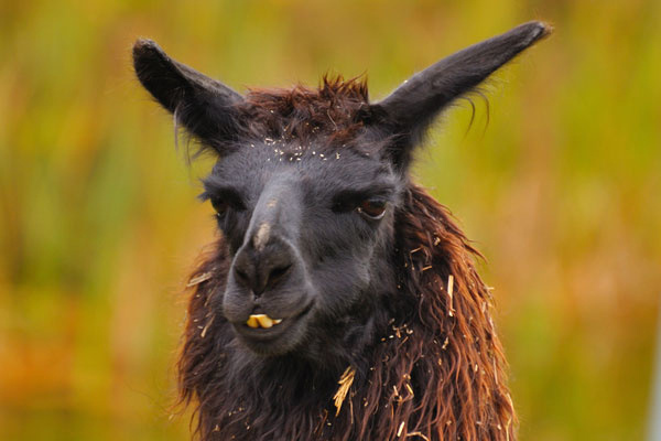 动物们的笑脸动物gif搞笑图片