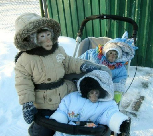 天气不错带孩子出去走走动物gif搞笑图片