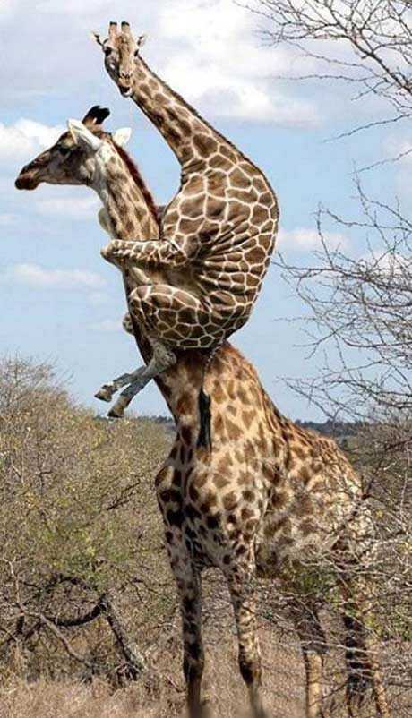 曾经骑在老爸肩膀上看世界的。。。伸个爪动物gif搞笑图片