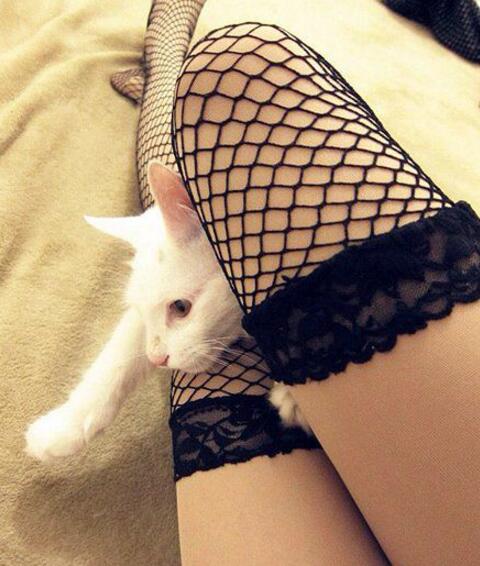 心疼喵星人，换我来吧动物gif搞笑图片