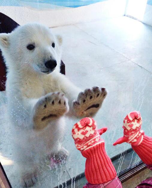 熊孩子和熊孩子动物gif搞笑图片