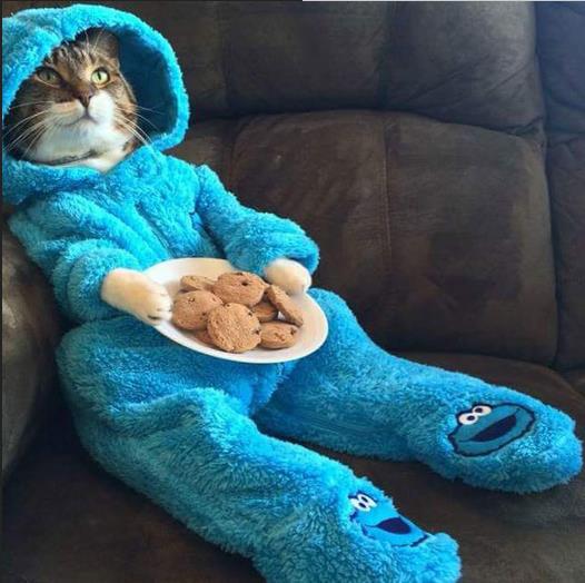 没有小鱼干，饼干也凑合吧动物gif搞笑图片