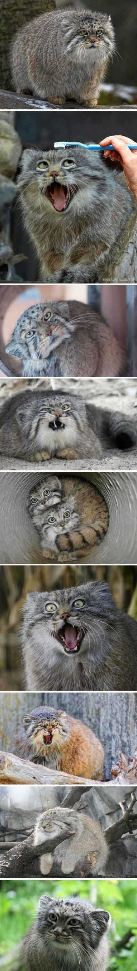 说真的，兔狲这货才是真正的表情帝动物gif搞笑图片