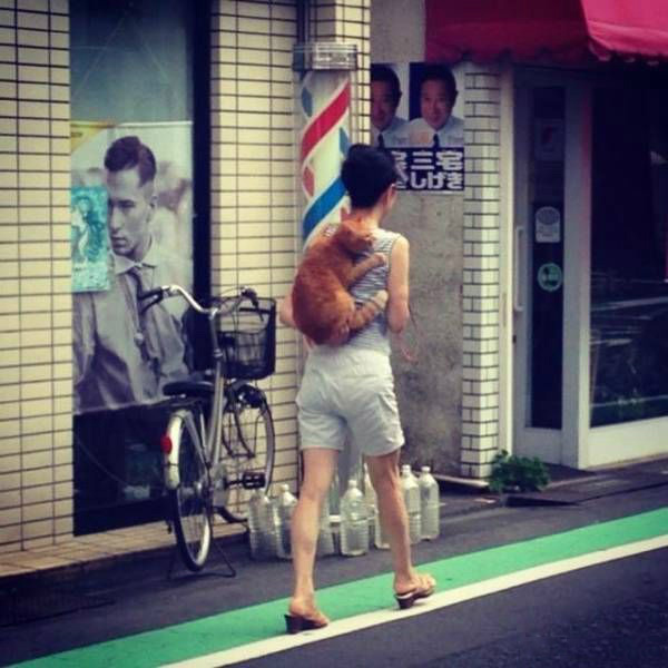 偷偷的跟着铲屎的出去，竟然还没发现动物gif搞笑图片