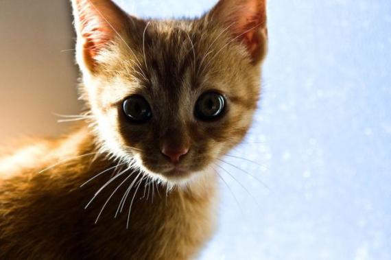 喵喵喵动物gif搞笑图片