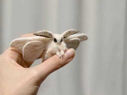法国贵妇犬蛾（Poodle Moth）动物gif搞笑图片