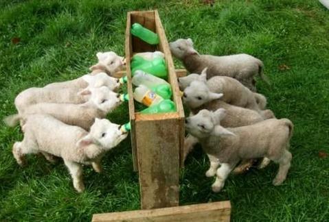 母羊没有奶了，哥只好这样动物gif搞笑图片