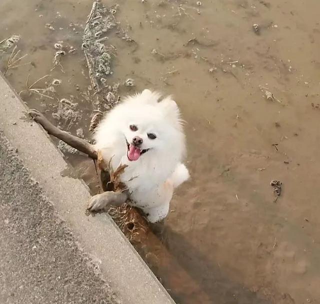 泥潭赋予的黑丝大长腿动物gif搞笑图片