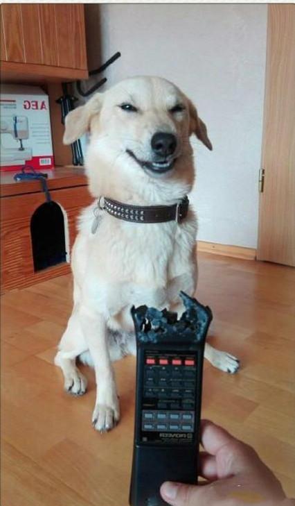 你还有脸笑啊动物gif搞笑图片