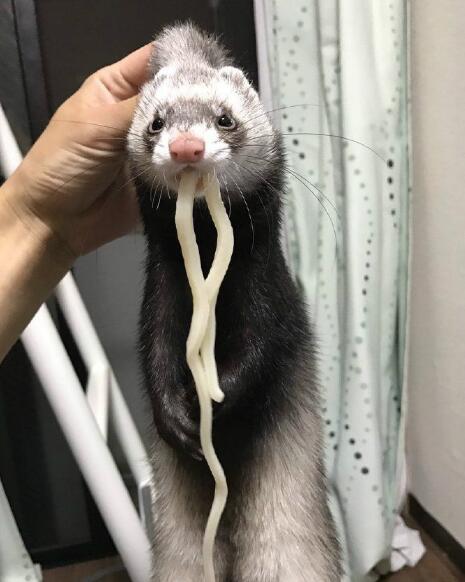 家里逮到一小偷动物gif搞笑图片