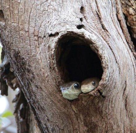 对不起哦，小鸟已经被我们吃掉了动物gif搞笑图片