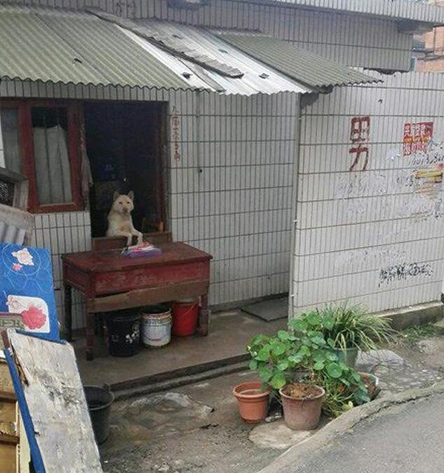 现在的收费员都这么随便了嘛动物gif搞笑图片