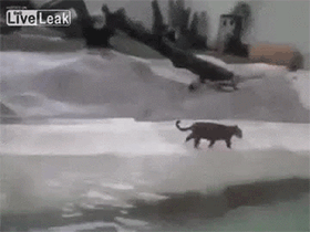 这就是高手，随时都能发挥最佳状态动物gif搞笑图片