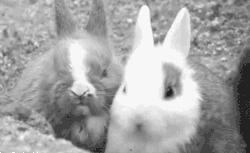 后面那个是有意的吧动物gif搞笑图片