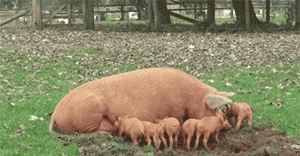 是不是亲生的？动物gif搞笑图片