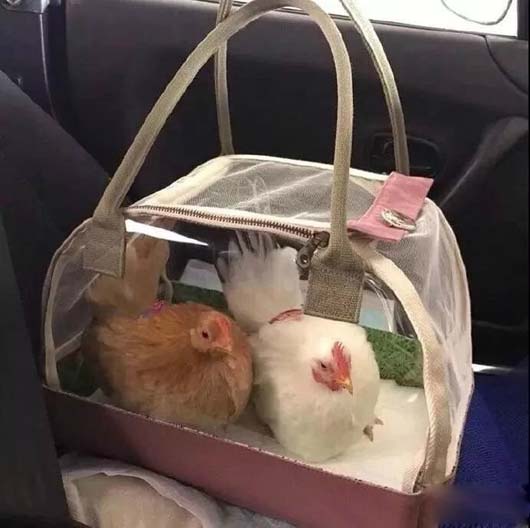 第一次见到宠物鸡,真是大开眼界动物gif搞笑图片