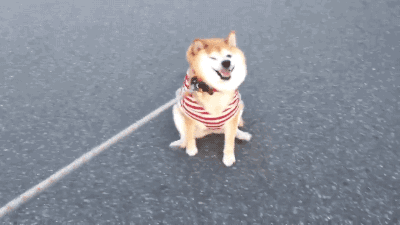 主人今天不给吃的，说什么我都不走动物gif搞笑图片