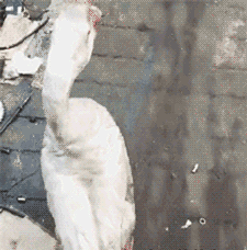 媳妇永远猜不到，我的小金库藏在这动物gif搞笑图片