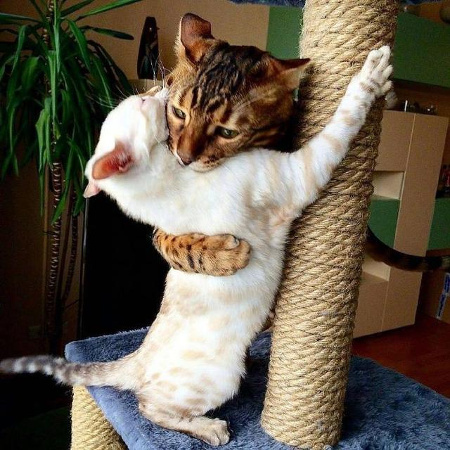 不要走，好不好，我偷小鱼干养你动物gif搞笑图片