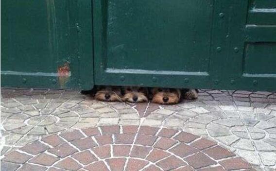 主人我们在这等你动物gif搞笑图片