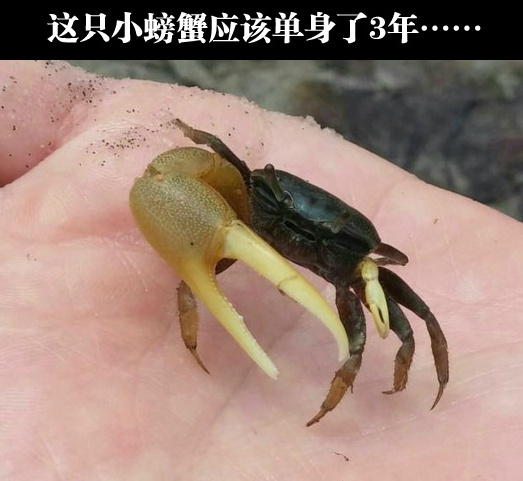 巨钳蟹，是你吧？动物gif搞笑图片