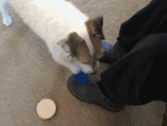 养狗千日用狗一时动物gif搞笑图片