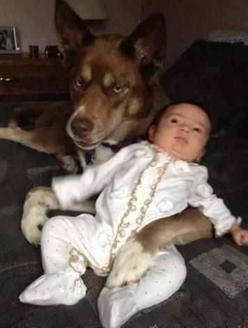 出门买个烟，走时叫狗狗看宝宝，总感觉这狗狗的眼神怪怪的动物gif搞笑图片