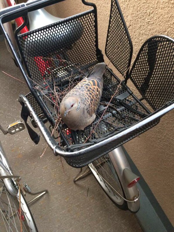 斑鸠是超懒的鸟类，筑巢只是象征性的筑一个动物gif搞笑图片