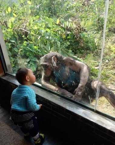 似曾相识的你，怎么进去了？动物gif搞笑图片