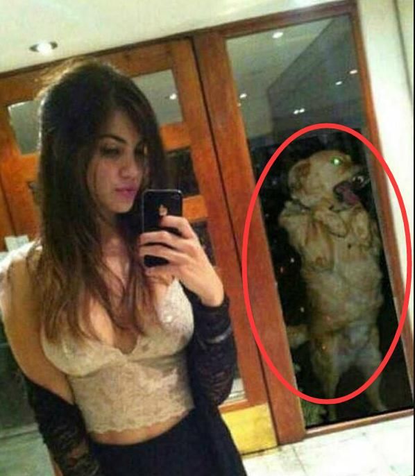 不画个红圈出来，你们不会发现后面才是亮点动物gif搞笑图片