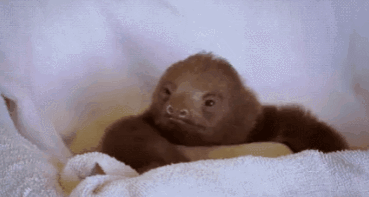 至尊宝和二师兄两人的直系后代动物gif搞笑图片