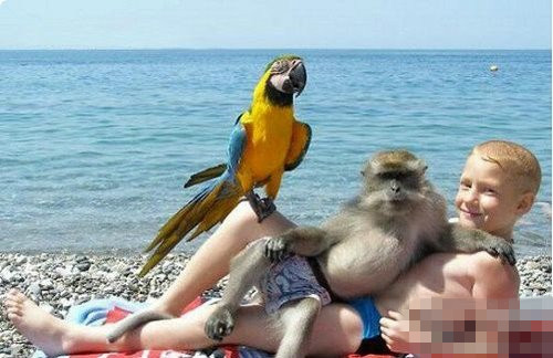 猴哥很妖娆嘛动物gif搞笑图片