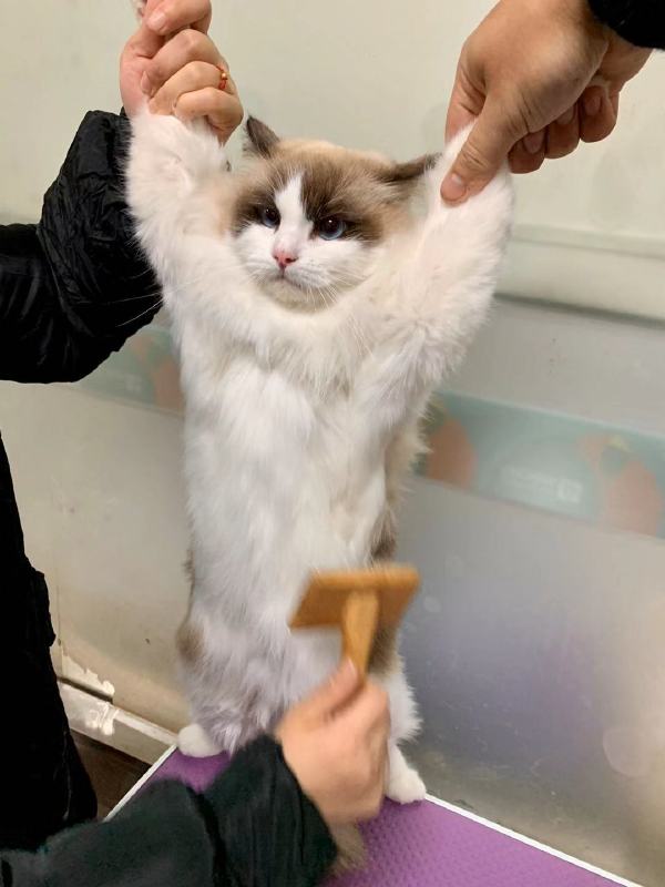 今天带主子去洗澡，主子看起来好像不是很高兴动物gif搞笑图片