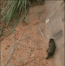 饲养员，干脆面又要逃跑了！动物gif搞笑图片