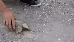 这玩具不错啊动物gif搞笑图片