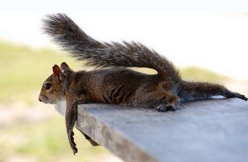 尔康，你最终还是丢下我一个人走了……动物gif搞笑图片