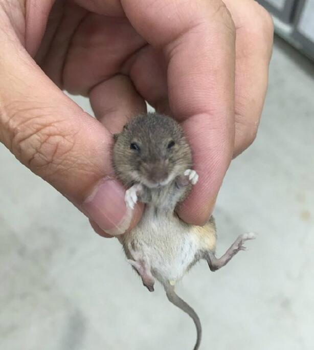 岛国一小哥在宠物店里抓到了这小家伙，赶快还给店员，然而店员吓得大叫：“我家没有老鼠！！”动物gif搞笑图片