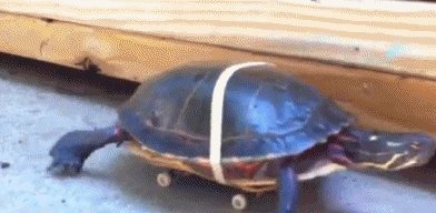 我家乌龟买车了动物gif搞笑图片