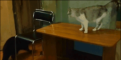 小浣熊大战喵星人，战况太激烈了！动物gif搞笑图片