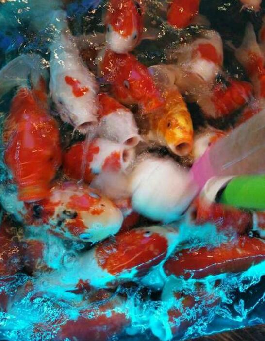 我有一个大胆的想法动物gif搞笑图片