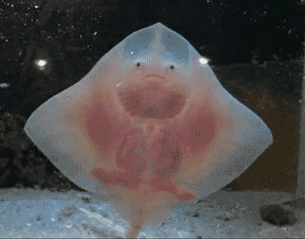 好萌的魔鬼鱼宝宝跳舞！见过么~动物gif搞笑图片